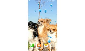 Chihuahua live wallpaper for Android - Download the APK from Habererciyes